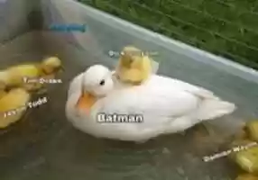 Free download Batman y sus hijos [ Meme ] free photo or picture to be edited with GIMP online image editor